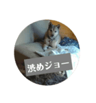 わんこは裏切らない2（個別スタンプ：7）
