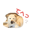 保護活動系スタンプ（個別スタンプ：2）