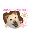 保護活動系スタンプ（個別スタンプ：17）