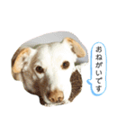 保護活動系スタンプ（個別スタンプ：30）
