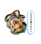 保護活動系スタンプ（個別スタンプ：31）