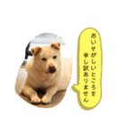 保護活動系スタンプ（個別スタンプ：36）