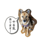 保護活動系スタンプ（個別スタンプ：38）