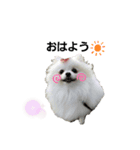 チワワのすふれ（個別スタンプ：3）