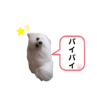 チワワのすふれ（個別スタンプ：4）