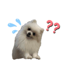 チワワのすふれ（個別スタンプ：6）