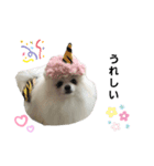 チワワのすふれ（個別スタンプ：8）