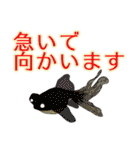 屋台はじめました（個別スタンプ：35）