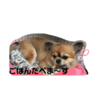 かわいい❤️こまのスタンプです❤️（個別スタンプ：3）