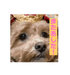 クッキーの日常"3"（個別スタンプ：2）