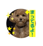 クッキーの日常"3"（個別スタンプ：7）