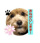 クッキーの日常"3"（個別スタンプ：8）