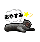うちのにゃんこ-ジジ3-（個別スタンプ：8）