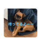 がんもザグリフォン（個別スタンプ：8）