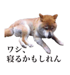 荒ぶるシバ犬、ジャックさん。（個別スタンプ：8）