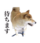 荒ぶるシバ犬、ジャックさん。（個別スタンプ：14）