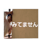 すーさんスタンプBEST（個別スタンプ：22）