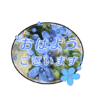 クリスチャンお気に入りの花と言葉（個別スタンプ：1）