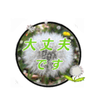 クリスチャンお気に入りの花と言葉（個別スタンプ：7）
