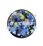 クリスチャンお気に入りの花と言葉（個別スタンプ：10）