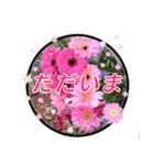 クリスチャンお気に入りの花と言葉（個別スタンプ：11）