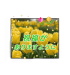 クリスチャンお気に入りの花と言葉（個別スタンプ：14）