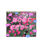 クリスチャンお気に入りの花と言葉（個別スタンプ：15）