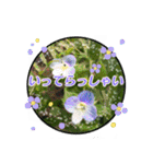 クリスチャンお気に入りの花と言葉（個別スタンプ：24）