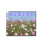 クリスチャンお気に入りの花と言葉（個別スタンプ：29）