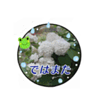 クリスチャンお気に入りの花と言葉（個別スタンプ：40）