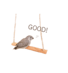 錦華鳥3兄弟 日常 ひなver（個別スタンプ：1）