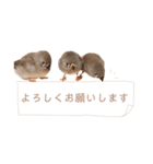 錦華鳥3兄弟 日常 ひなver（個別スタンプ：2）