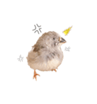 錦華鳥3兄弟 日常 ひなver（個別スタンプ：7）