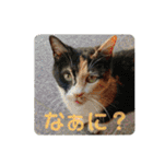 あにまるzoo and aquarium（個別スタンプ：3）