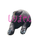あにまるzoo and aquarium（個別スタンプ：11）