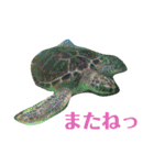 あにまるzoo and aquarium（個別スタンプ：21）
