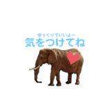 あにまるzoo and aquarium（個別スタンプ：27）