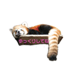 あにまるzoo and aquarium（個別スタンプ：29）