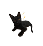 ボンちゃんは猫ですー（個別スタンプ：1）