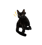 ボンちゃんは猫ですー（個別スタンプ：2）