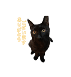 ボンちゃんは猫ですー（個別スタンプ：3）