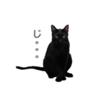 ボンちゃんは猫ですー（個別スタンプ：4）