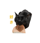 ボンちゃんは猫ですー（個別スタンプ：6）