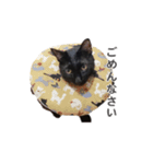 ボンちゃんは猫ですー（個別スタンプ：7）
