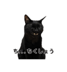 ボンちゃんは猫ですー（個別スタンプ：8）