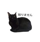 ボンちゃんは猫ですー（個別スタンプ：11）