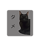ボンちゃんは猫ですー（個別スタンプ：12）