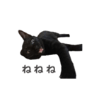 ボンちゃんは猫ですー（個別スタンプ：13）