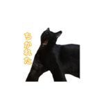 ボンちゃんは猫ですー（個別スタンプ：14）