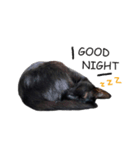 ボンちゃんは猫ですー（個別スタンプ：15）